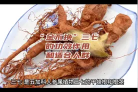 “金不换”三七的功效作用和适合人群