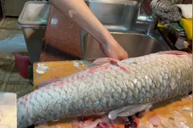 脆肉鲩鱼火锅，肉质滑脆加上鸳鸯锅，香辣和清汤别有风味吃过瘾了视频封面