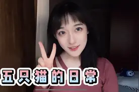 家里养五只猫是种什么样的体验？一年不见，我带着猫回来啦！视频封面