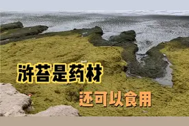 乳山银滩浒苔是一种蛋白质丰富的藻类，既可以食用也可以药用！视频封面