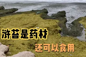 乳山银滩浒苔是一种蛋白质丰富的藻类，既可以食用也可以药用！视频封面