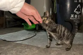 从小喂到大的流浪小猫懂得感恩，跟着我形影不离，还和我握手道谢视频封面