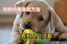 狗狗中毒在家急救方法，你学会了吗。