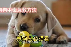 狗狗中毒在家急救方法，你学会了吗。视频封面