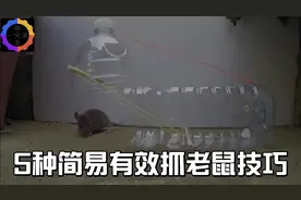 5种简易有效抓老鼠技巧视频封面