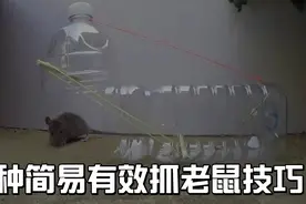 5种简易有效抓老鼠技巧视频封面