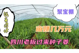 四川老板到北海租地种子姜，只要四个月净赚上百万元，钱来得太快视频封面