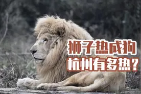 非洲狮子热成狗，多地高温超40摄氏度，为什么今年这么热？