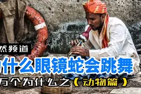 为什么眼镜蛇会跳舞？视频封面