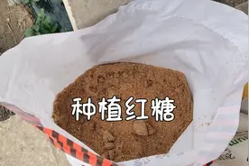 专门用于种植的红糖，给作物养根效果超好，成本更低视频封面