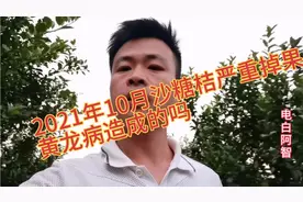 沙糖桔严重掉果，损失惨重，是不是黄龙病造成的视频封面