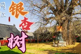 今天的长安区古观音禅寺，千年网红银杏树现在是这个样子，附攻略视频封面