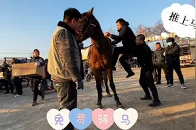七岁骏马免费骑，上不去马有人抱，骑死不用赔你骑吗视频封面