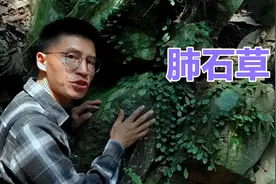 抱石莲又称“肺石草”浑身是宝，可惜很多人不懂视频封面