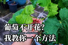 葡萄不开花怎么办？教你一个小操作，简单一扭，让它再次开花结果视频封面