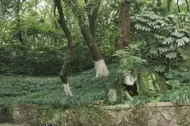 鸟语花香听着音乐漫步人生路，何乐而不为……视频封面