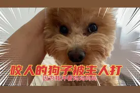 泰迪狗蛋蛋冲主人呲牙呜呜还咬人，被主人揪起耳朵打嘴巴！要教育