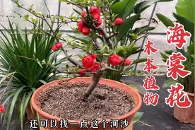 耐高温抗寒冷的（海棠花），掌握这几点，开花鲜艳颜值高，真好养