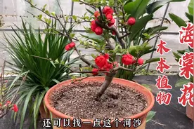 耐高温抗寒冷的（海棠花），掌握这几点，开花鲜艳颜值高，真好养