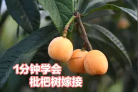 #枇杷嫁接教程 1分枝学会嫁接枇杷树，第二年就能吃上又甜的果子