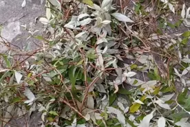 广西人清明节，三月三，四月初八喜欢蒸五色糯米饭吃，黄花树今年视频封面