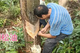 在农村割松树油，一个月也可以赚6000元，比养猪强多了视频封面