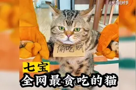 全网最贪吃的小猫，这些东西它都能吃的下去，网友看后测底懵圈了