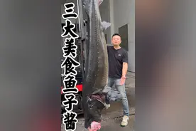 世界三大美食之一的鱼子酱，养殖15年的达氏鳇鱼！