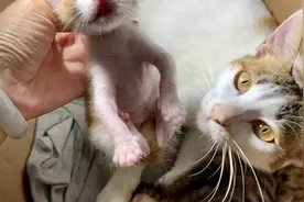 当主人拎起小奶猫，猫妈妈的反应是…