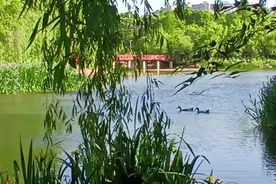 《美丽的昆明处处风景宜人》视频封面