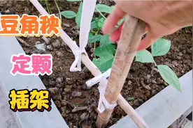 坡姐六月份种豆角，定颗搭架很妙，豆角长得像春天一样那么多视频封面