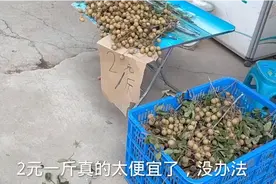 今年广东龙眼2元一斤就可以买到了，便宜过泥土，种植户愁卖不出视频封面