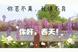 2023，你若不离，我便不弃!视频封面
