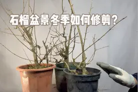 石榴盆景冬季如何修剪？不同品种修剪的方法也不同，赶紧看看视频封面
