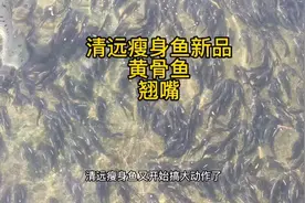 清远瘦身鱼引进黄骨鱼、翘嘴，需要充足的山溪水和几十天养殖周期视频封面