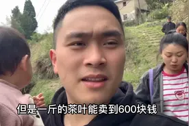 丈母娘无聊陪她上山摘茶叶，87岁外公也一起摘，听说一斤能卖600视频封面