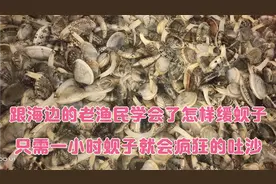 跟海边的老渔民学会了怎么缓蚬子，只需一小时蚬子就会疯狂的吐沙视频封面