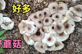 这种野蘑菇能吃吗？湖南永州发现好多野蘑菇，不知道有没有毒视频封面