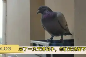 @鸽子@ 信鸽今天真的来了一只天落你们觉得这个成绩怎么样？