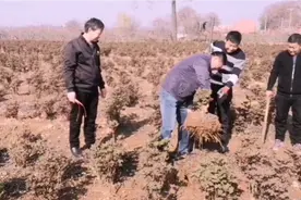 春季还有人栽牡丹，到底会不会活，会不会开花视频封面