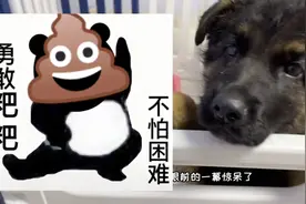 小奶狗太听话，第一晚来就一觉到天亮，只不过给了主人一个大惊喜