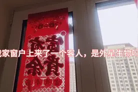 我家窗户上来了一个客人，是外星生物吗……