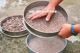 零成本制作多肉颗粒土，最后1步是关键，不然植物烧根种不活！