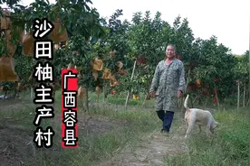 翻山越岭实拍广西容县沙田柚主产村，这里柚子又大又甜，太好吃了视频封面