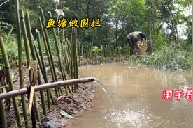 为了防蛇吃鱼，我给大山里的鱼塘做围栏，在鱼塘里面养鹅视频封面