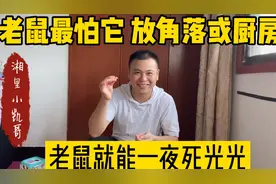 家里老鼠太多了 用花生米灭鼠法 简单又好用