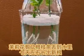 茉莉花剪几根枝条丢到水里，七天左右长出新根视频封面