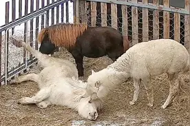 养了矮马一年半，它的变化太大了，完全没有了之前的可爱视频封面