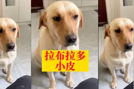 拉布拉多小皮：一只执行力很强的狗子，凭按钮和主人交流火遍全网视频封面