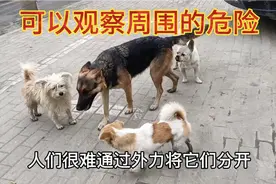 狗狗到了发情期的时候，为什么一直和公狗屁屁对屁屁，听我说吧视频封面